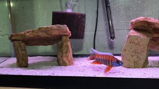 Young Eureka Red Pea Cichlids