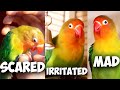 Lovebird Body Language Explained !