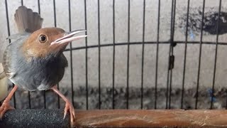 Suara Prenjak Kepala Merah Betina Gacor , Masteran & Pikat Burung Perenjak Abang Bahan Agar Bunyi