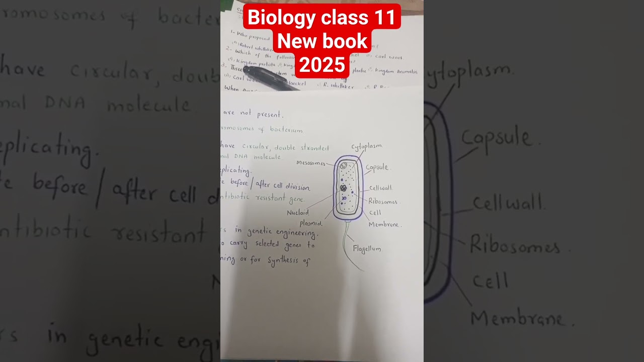 Structure of bacteria