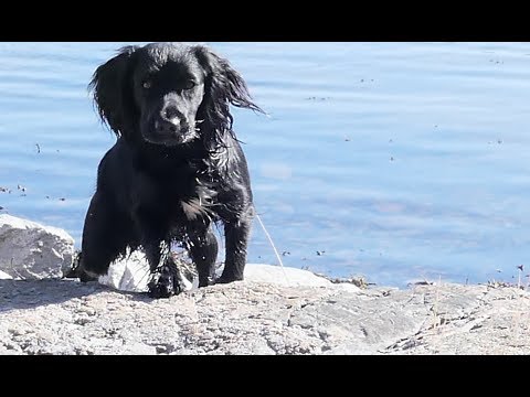 Video: Koiran leikkipaikkaideoita