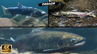Salmon surge upriver to spawn | Mt. Hood National Forest | Oregon