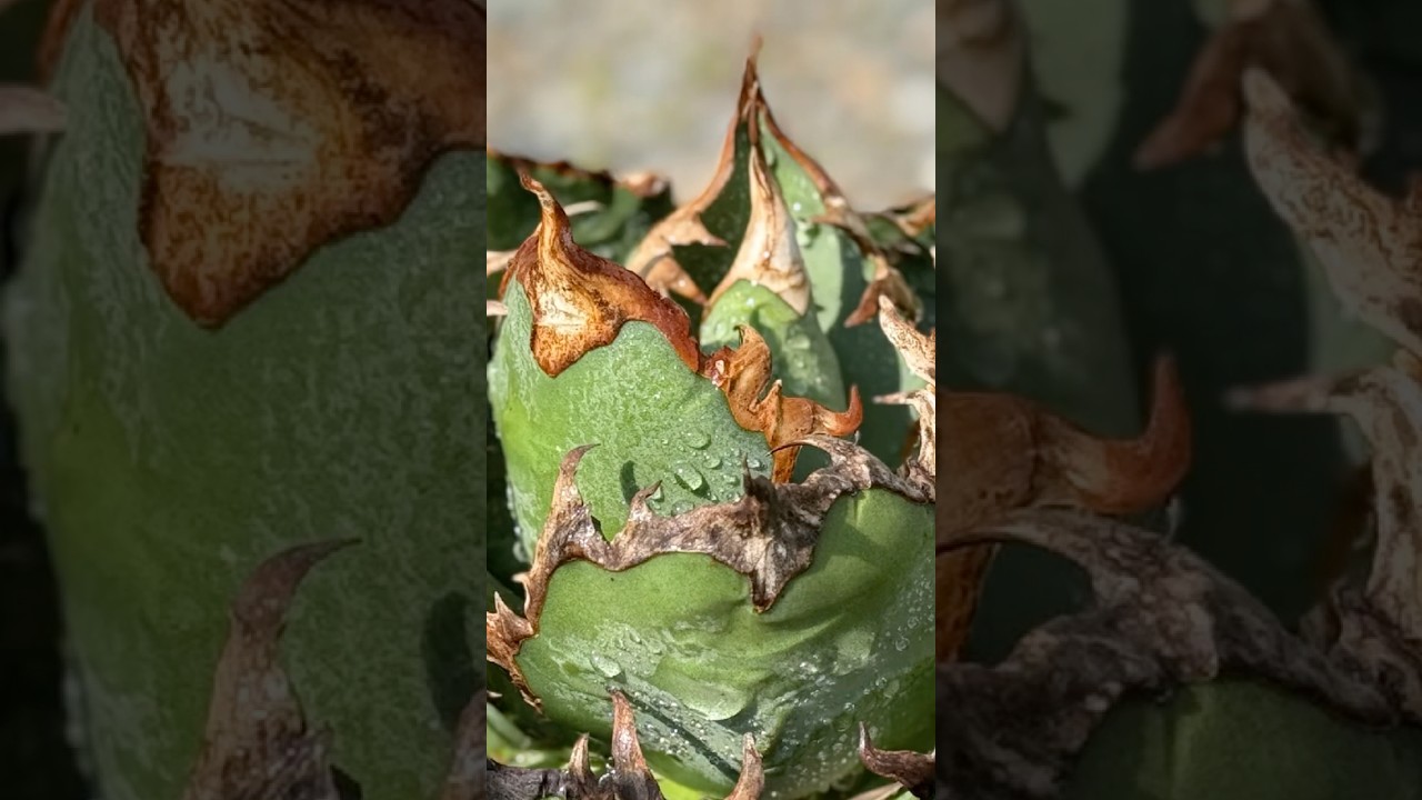 Teeth Evolution ASMR | Agave Titanota “Caesar”｜チタノタ シーザー 鋸歯