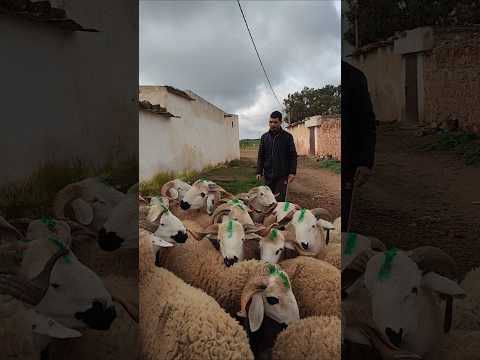 للبيع نواحي بني زرارة اولاد بوزيري التواصل مع نورالدين 0631352430 