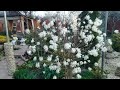 Цветение магнолии в саду. Крым. 26.03.25г