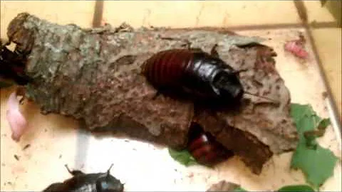 Roach War - G. oblongonota