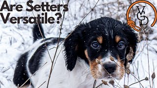 English Setter: Just a Gun Dog or Versatile Gun Dog?