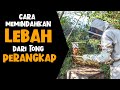 Cara Memindahkan Lebah LIAR !! dari Tong Perangkap ke Tong Haif