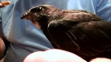 Hand feeding a young orphan Swift