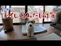 ジャックラッセルテリア トイレのはみ出しがどうしても直らないのでまたまた対策してみた ジャックラッセルテリア トイレのはみ出しがどうしても直らないのでまたまた対策してみた