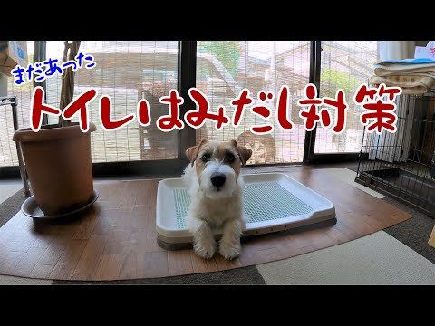 【ジャックラッセルテリア】トイレのはみ出しがどうしても直らないのでまたまた対策してみた