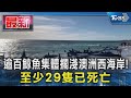 逾百鯨魚集體擱淺澳洲西海岸! 至少29隻已死亡｜TVBS新聞 @TVBSNEWS01