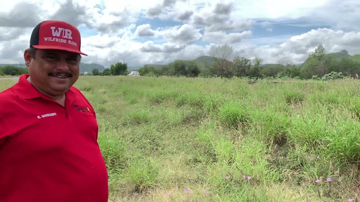 Así se recolecta semilla de sácate buffel una planta muy util para praderas