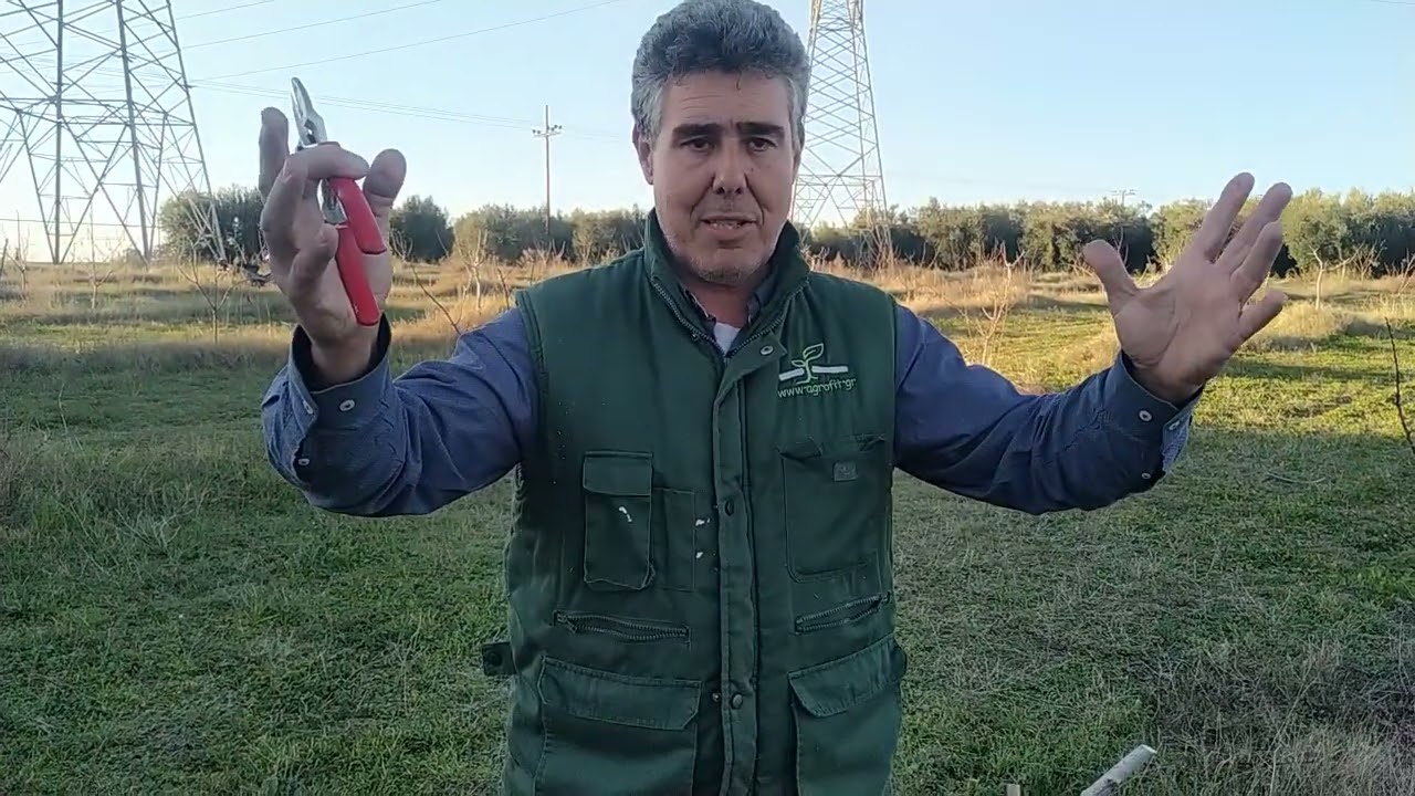 Συχνά λάθη στήν διαχείριση φιστικιάς Άγιος Μάμας