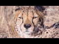 Afrique du sud  la vie sauvage filme en acclr