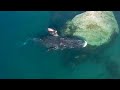 Whale Health Spa Frozen Planet II BBC Earth 