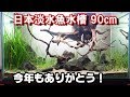 年末の水槽メンテナンス【日本淡水魚水槽90cm#22】