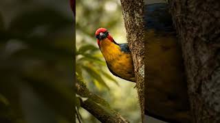 EL FAMOSO PAJARO - DOCUMENTAL