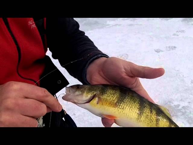 Ice Fishing Tip: Tip-Downs and Their Effective Use for Perch 