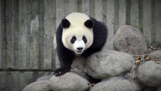 ► Chine - Des Pandas Qui Se Baladent (Chengdu)