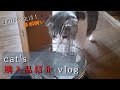 【猫vlog】猫ちゃん達に『自動給水器』を買ったら大好評でした！スコティッシュフォールド