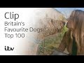 Britain's Favourite Dogs: Top 100 | Geri Horner and Her Airedale Terrier Hugo | ITV