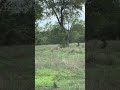 Lions #krugernationalpark #sanparks #travel #lion #wildlife #nature #safari #animals #shortvideo