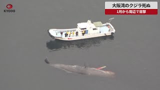 【速報】大阪湾のクジラ死ぬ 1月から周辺で目撃