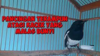 PANCINGAN KACER BAHAN CEPAT BUNYI  || PANCINGAN TERAMPUH KACER STRES CEPAT GACOR