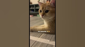 How My Cat Acts When He