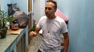 Quando a maritaca começa a falar?