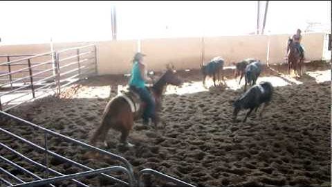 Valley View Ranch  - Twistin Tweetie Bird -     ***For info, price, etc., go to our website***