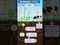 Nitrogen Cycle | class 8th #shorts #science #ncert