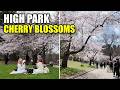 Exploring Toronto's High Park Cherry Blossoms in Full Bloom (April 2026)
