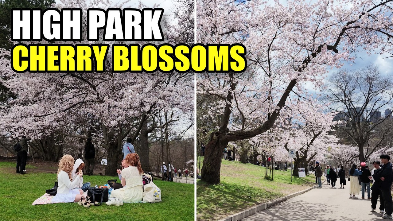 Exploring Toronto's High Park Cherry Blossoms in Full Bloom (April 2026 ...