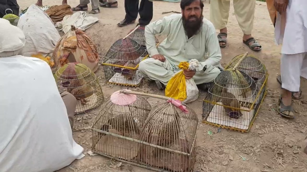 khobsorat bads or sast#badabira sipan#peshawar