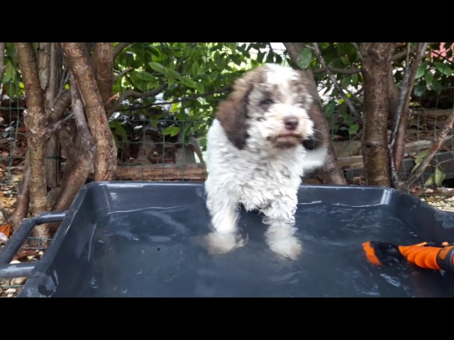Tommy. Un tipo pericoloso!!!😃😍🐾