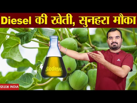 Jatropha Farming बढ़ी मांग | लाखों कमाएं | BioDiesel Farming in