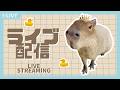 【ライブ配信】Capyvillageからライブ配信‼️