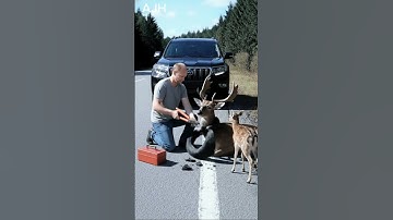 Act of Kindness — Man Rescues a Deer Mother with antlers trapped in tire