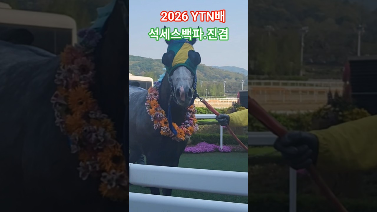 석세스백파 나이스#대상경주 #경마#말#달려라말 #shorts