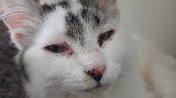 Idiots and ascension.  404 on the TIMER!!