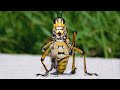 Eastern lubber grasshopper up close / Mississippi Wildlife