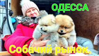 Собачий базар в Одессе. Староконный рынок. Щенки. Котята. Продажа животных Одесса.  #зоотроп