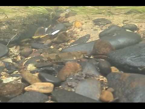 snail darter snail darter