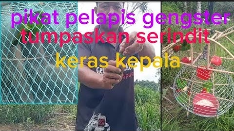memikat burung serindit keras kepala.. akhirnya tumpas juga