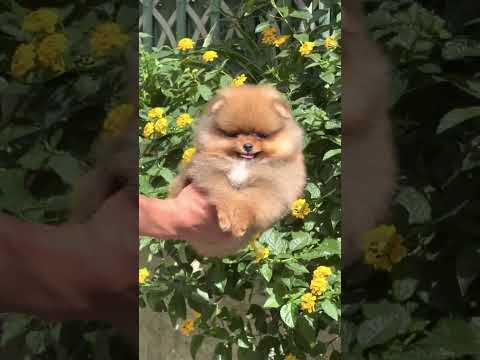 Bán chó phốc sóc pomeranian tại TP.HCM | Trại nhân giống, phối giống phốc sóc Bánh Bò Pomeranian