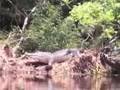 Kayaking with gators