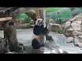 20240219 腿短遊客笑圓仔 竹葉棲架推下來(午餐) Giant Panda Yuan Zai