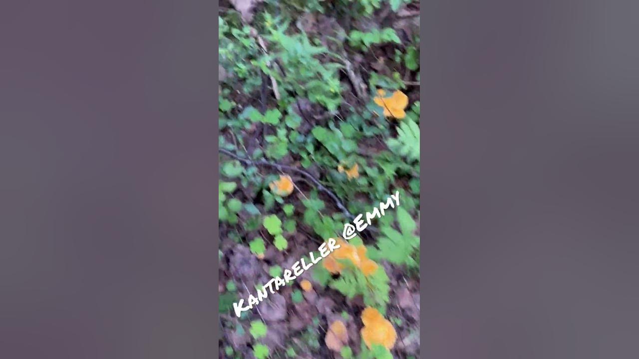 Kantareller 2022 - YouTube